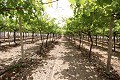 Gran Casa de Campo con negocio de mármol y plantación de uva in Daft on Spain 