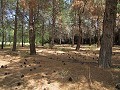 Mansión de 6 dormitorios a 3 km de Yecla in Daft on Spain 