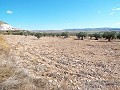 10.500m2 Grundstück mit Leitungswasser in Daft on Spain 