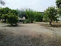 Lovely Villa in Ricabacica, Abanilla + olive grove in Partidor in Daft on Spain 