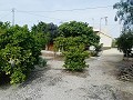 Lovely Villa in Ricabacica, Abanilla + olive grove in Partidor in Daft on Spain 