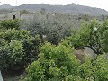 Lovely Villa in Ricabacica, Abanilla + olive grove in Partidor in Daft on Spain 