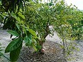 Lovely Villa in Ricabacica, Abanilla + olive grove in Partidor in Daft on Spain 