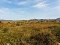 Lovely Villa in Ricabacica, Abanilla + olive grove in Partidor in Daft on Spain 