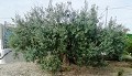 Lovely Villa in Ricabacica, Abanilla + olive grove in Partidor in Daft on Spain 