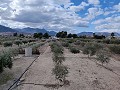 Semi-detached country house in La Romana in Daft on Spain 