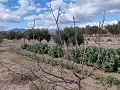 Semi-detached country house in La Romana in Daft on Spain 