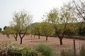 Alte Finca komplett renoviert mit Swimmingpool und originaler Bodega in Daft on Spain 