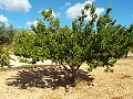 Large Country house, walking distance to Town in Daft on Spain 