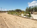 Large Country house, walking distance to Town in Daft on Spain 