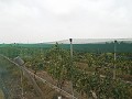 Baugrundstück in der Nähe von Alenda Golf in Daft on Spain 