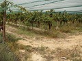 Baugrundstück in der Nähe von Alenda Golf in Daft on Spain 