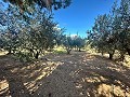 Country house to renovate in Jumilla in Daft on Spain 