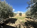 Country house to renovate in Jumilla in Daft on Spain 