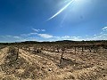 Enorme bouwkavels met ongelooflijk uitzicht in Yecla in Daft on Spain 