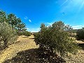 Enorme bouwkavels met ongelooflijk uitzicht in Yecla in Daft on Spain 