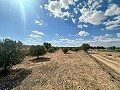 Enorme bouwkavels met ongelooflijk uitzicht in Yecla in Daft on Spain 