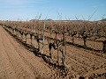 Grande Maison de Campagne avec Piscine & Vignoble in Daft on Spain 