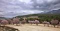 Stunning 7 Bed 8 Bath Finca in Alcoy in Daft on Spain 