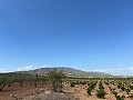 Großes Grundstück mit Olivenbäumen in Daft on Spain 