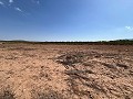 Großes Grundstück mit Olivenbäumen in Daft on Spain 