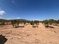 Großes Grundstück mit Olivenbäumen in Daft on Spain 