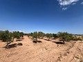 Großes Grundstück mit Olivenbäumen in Daft on Spain 