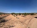 Großes Grundstück mit Olivenbäumen in Daft on Spain 