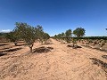 Großes Grundstück mit Olivenbäumen in Daft on Spain 