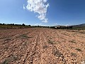 Großes Grundstück mit Olivenbäumen in Daft on Spain 