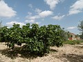 Geweldige villa op 4 km van Yecla in Daft on Spain 
