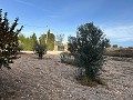 Lovely country home with full sized padel court  in Daft on Spain 
