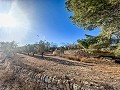 Huge house in the countryside with plots in Pinoso in Daft on Spain 