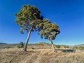 Huge house in the countryside with plots in Pinoso in Daft on Spain 