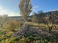 Large Country House in Daft on Spain 